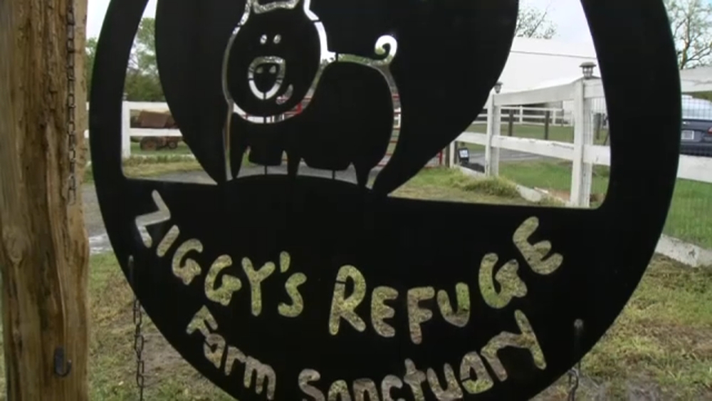 Caswell County animal refuge featured in Disney+ film 'Pets'