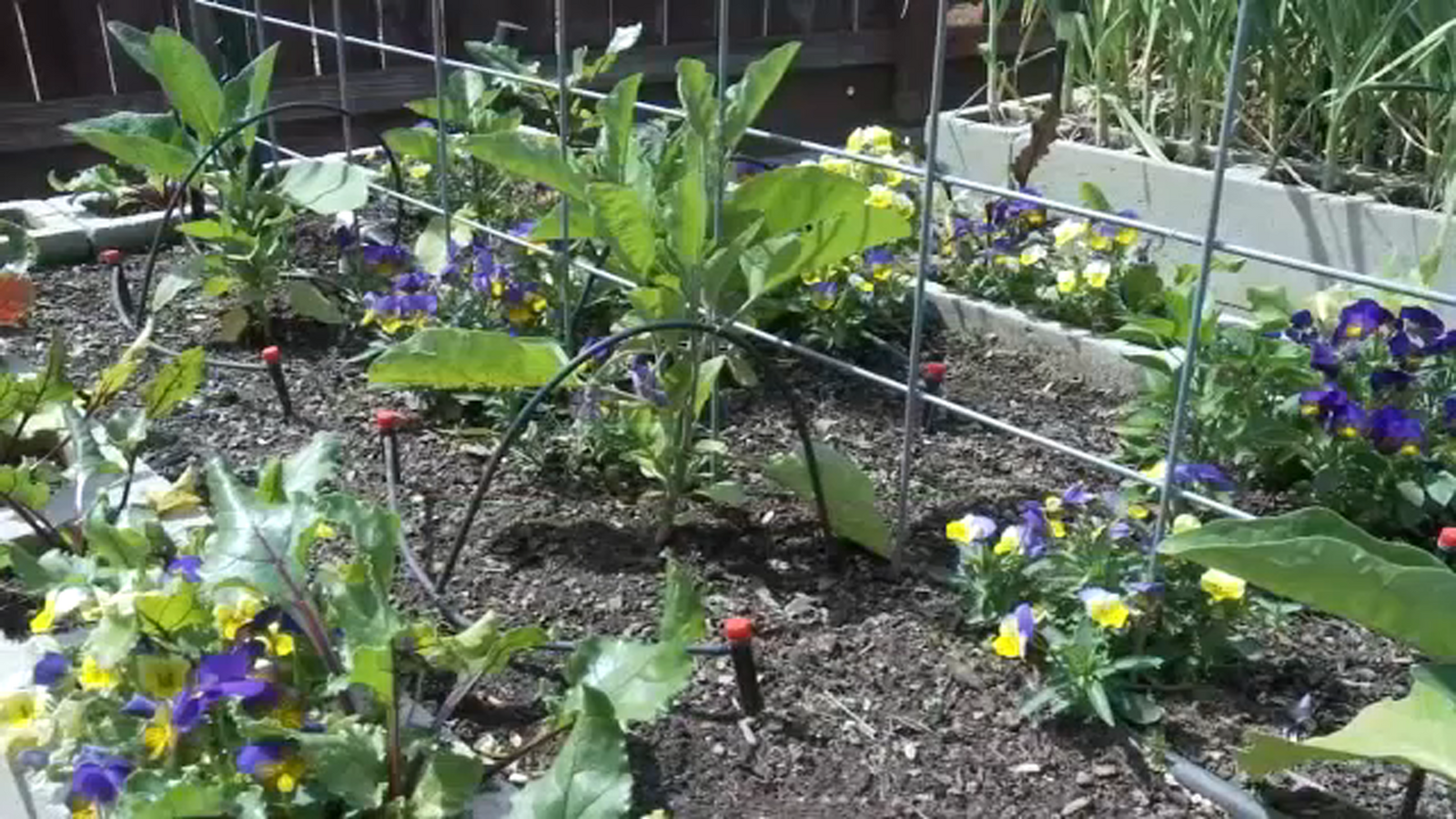 Clovis home featured in this year's spring garden tour