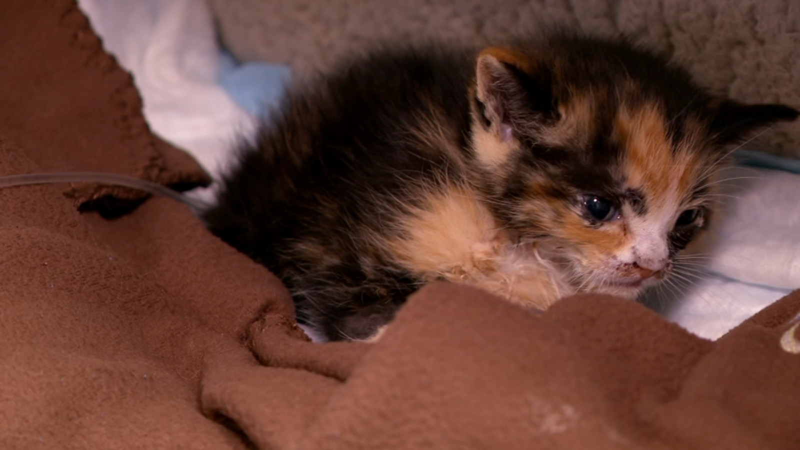 Kitten being thrown from car, recovering at Peppermint Pig Animal ...