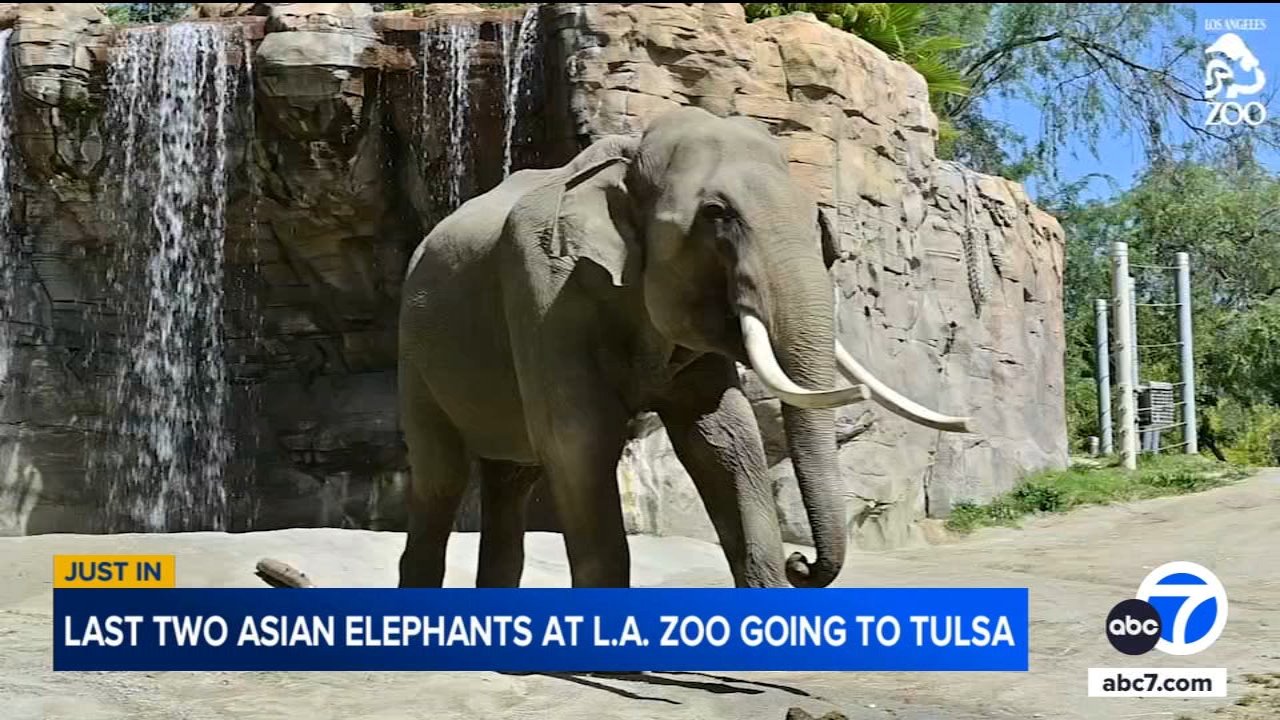 LA Zoo to relocate its 2 remaining elephants to Tulsa Zoo
