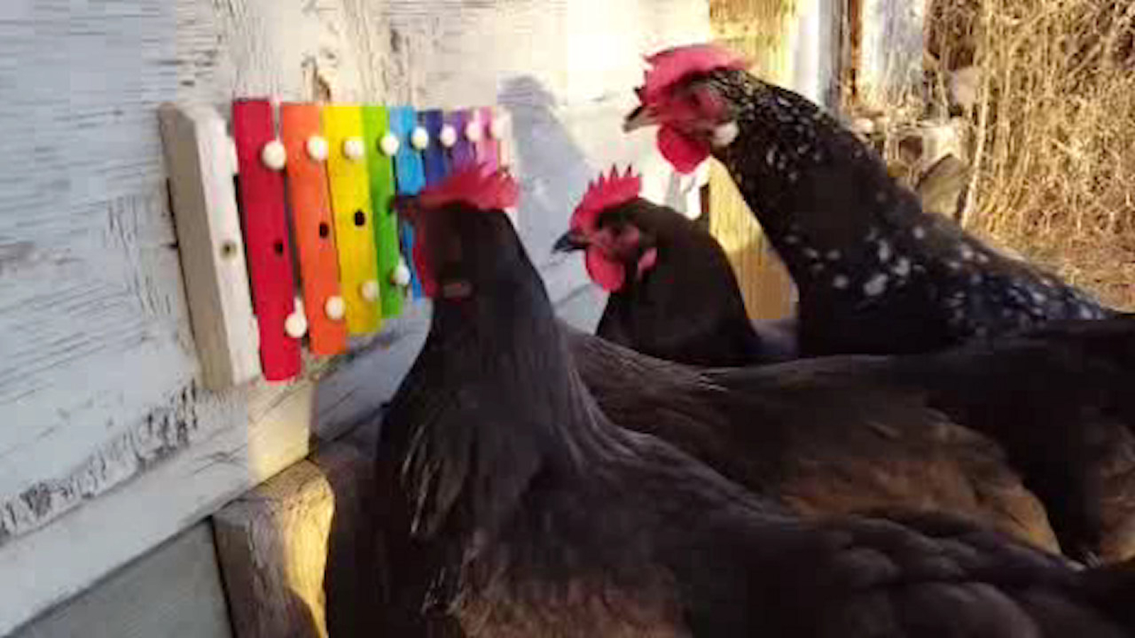 The Trend Chickens play a Xylophone ABC7 New York