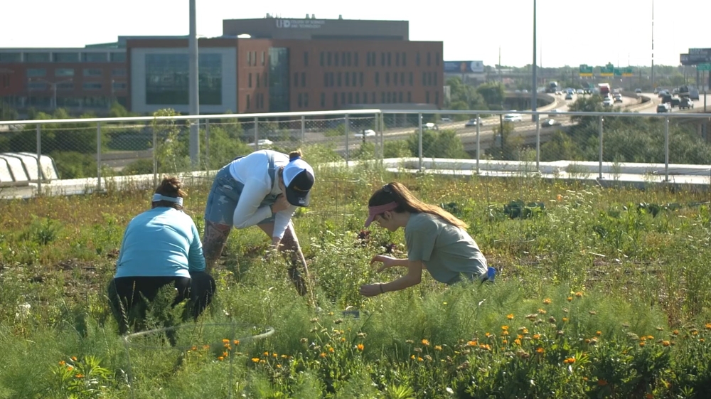 Texas' largest rooftop farm blooms over downtown Houston