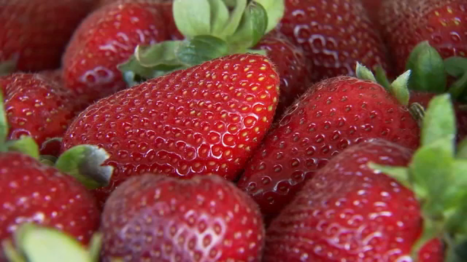 Warmer weather helping Valley strawberry growers get early start to season