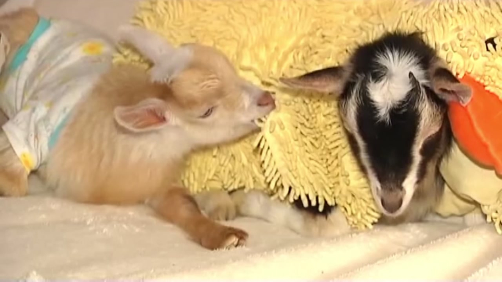 Rescued goat wears duck costume to calm anxiety ABC7 Chicago