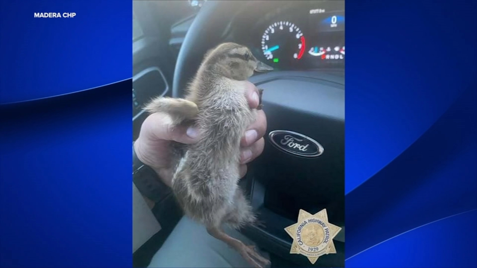 CHP officers help save ducks crossing street in Madera