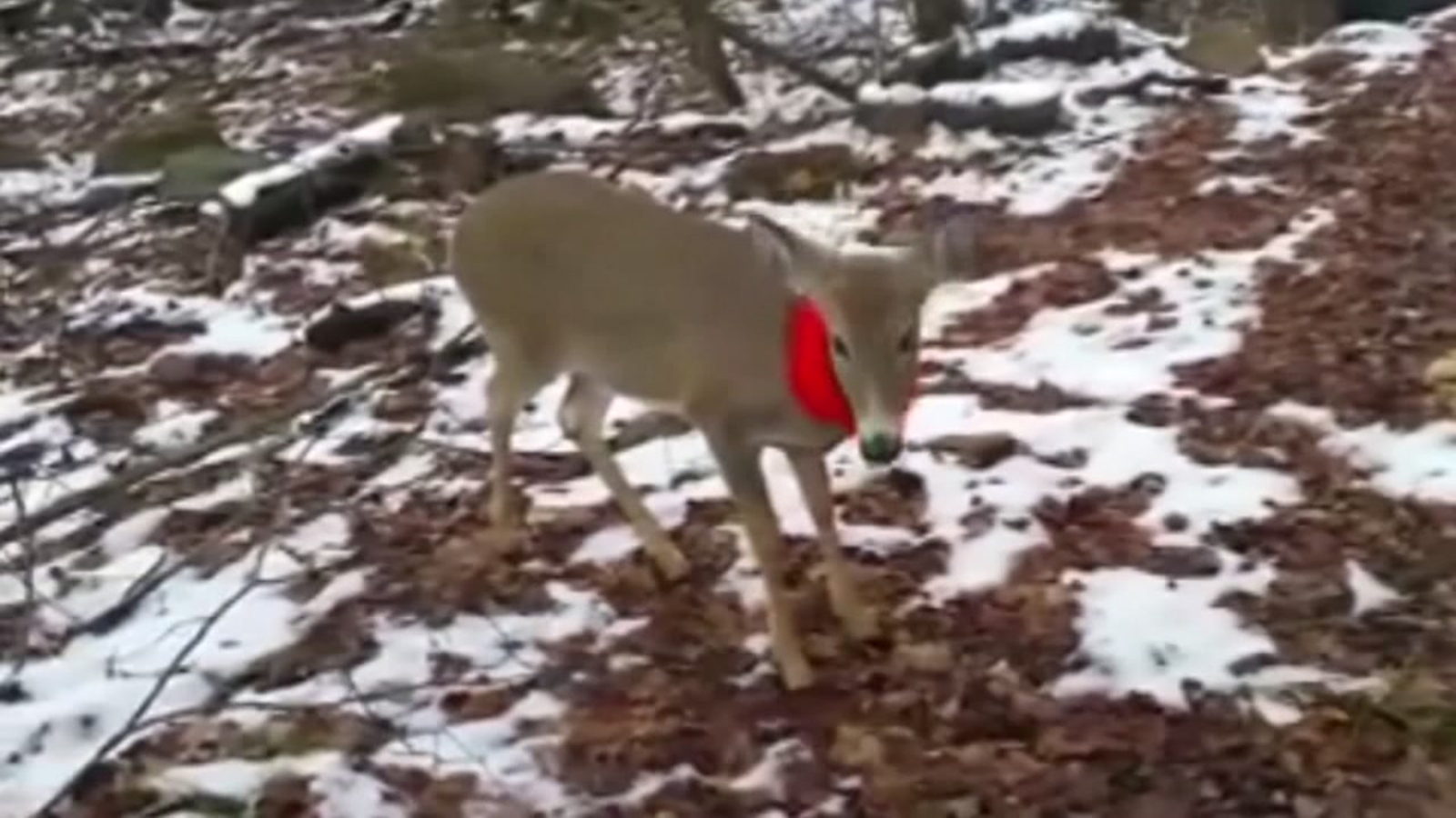 Hunter befriends deer wearing orange scarf ABC13 Houston