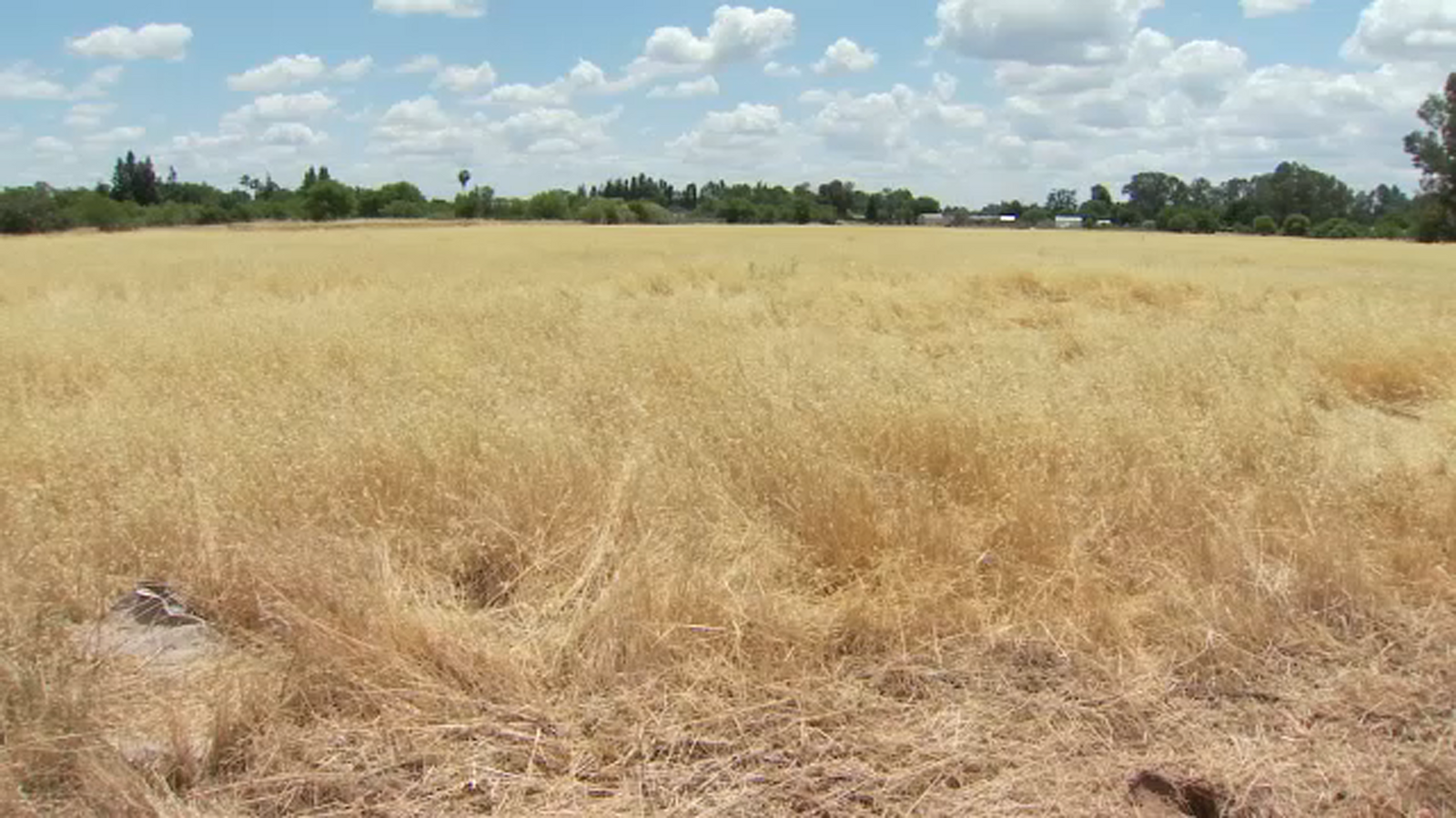 Fresno Fire Department reports an increase in grass fires