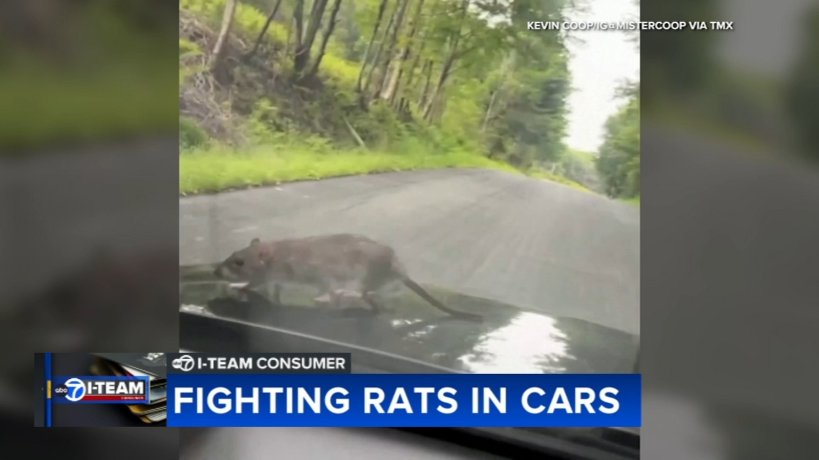 Chicago rats Rats in cars causing serious damage to vehicles across