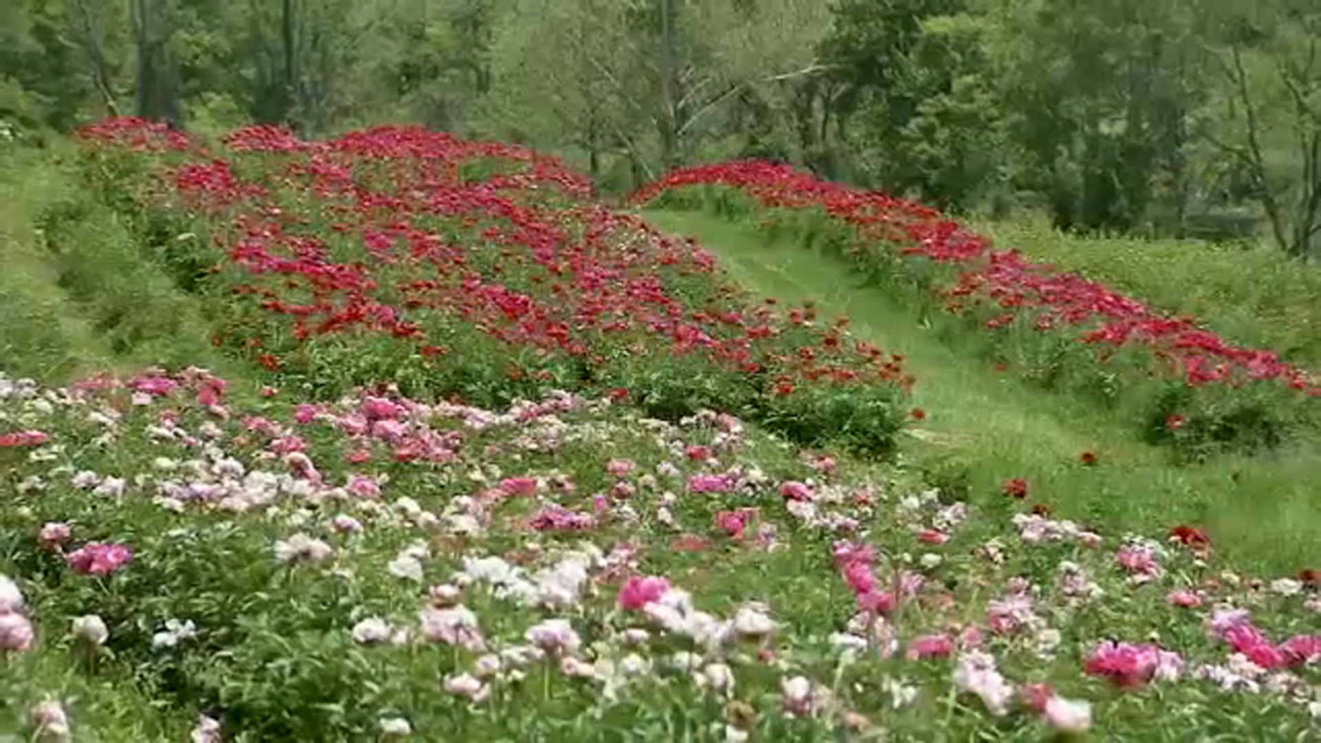 Styers Peonies in Chadds Ford is abloom ahead of their 7th annual Festival of the Peony