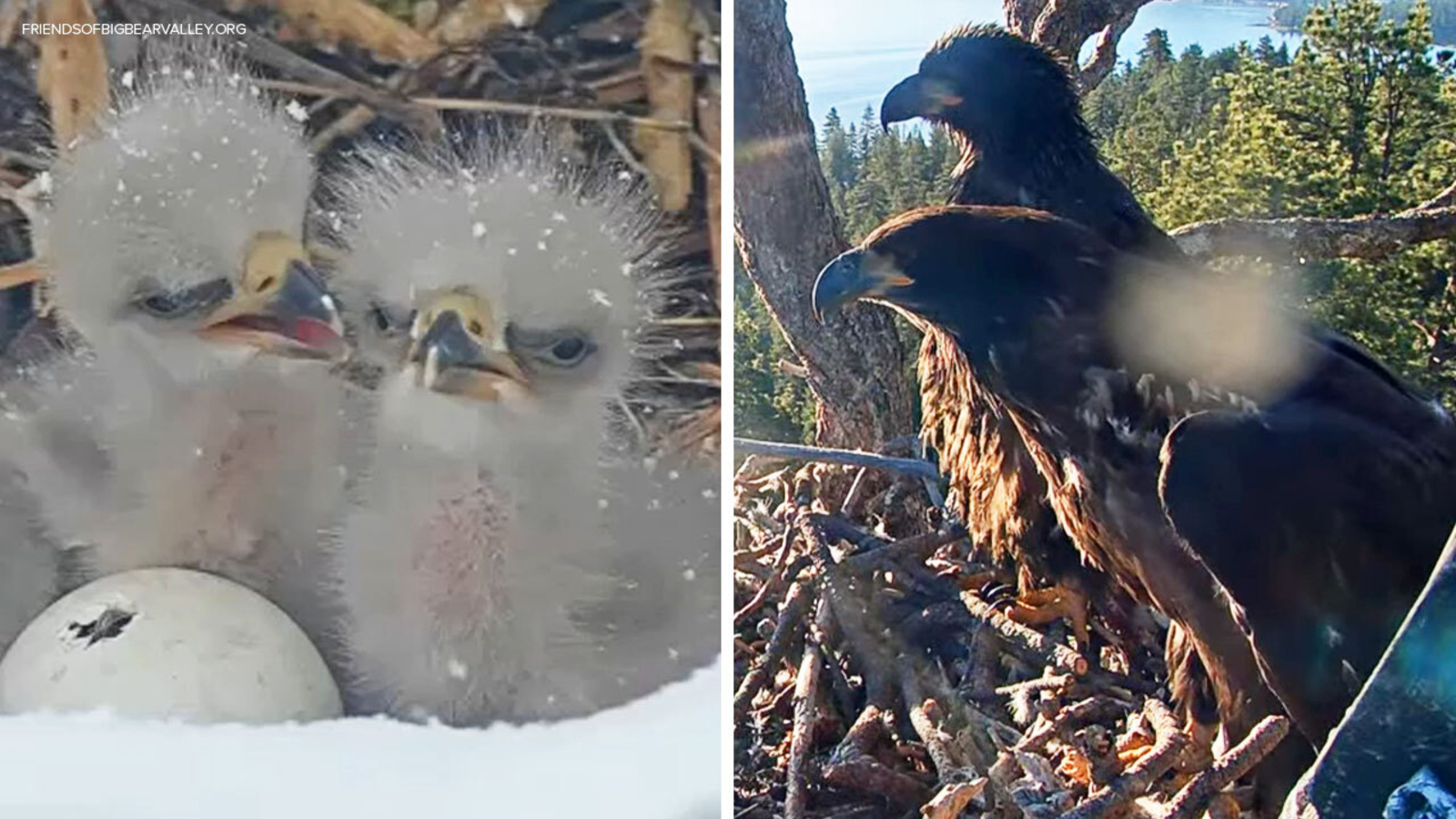 Big Bear eaglets Sunny and Gizmo could soon fly from the nest on their
