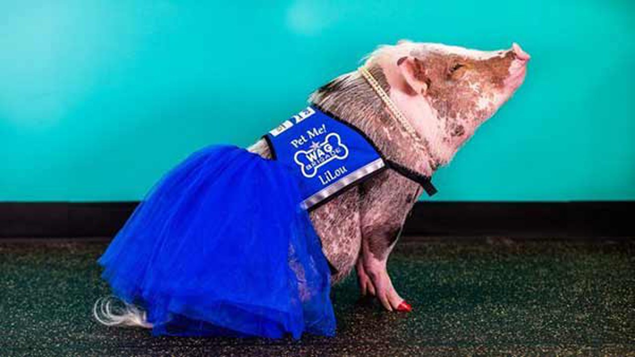 Meet LiLou, the first-ever airport therapy pig. 