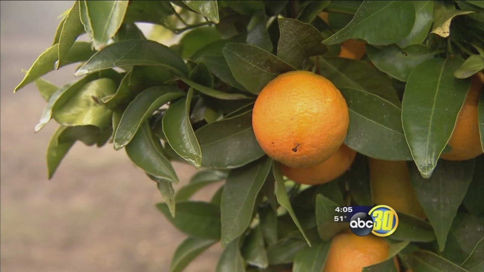 Citrus harvest underway in Fresno County ABC30 Fresno