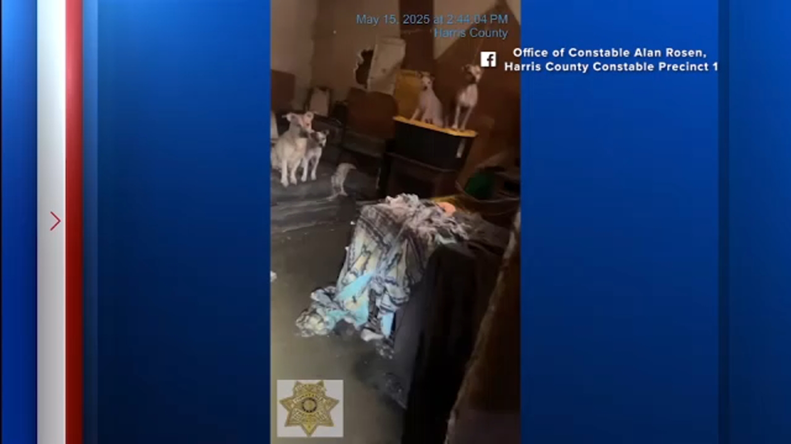 Animal cruelty: 19 neglected dogs rescued from house in Katy, where 3 ...