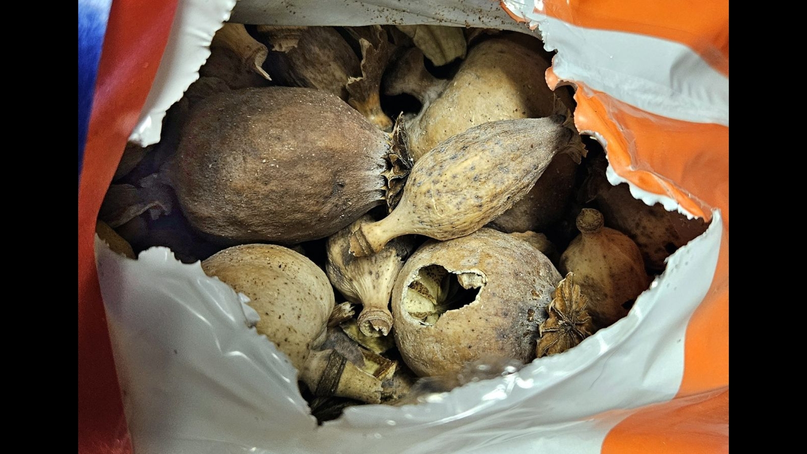 US Customs and Border Protection officers in Philadelphia seize nearly 300  pounds of dried opium poppy pods from Spain - 6abc Philadelphia
