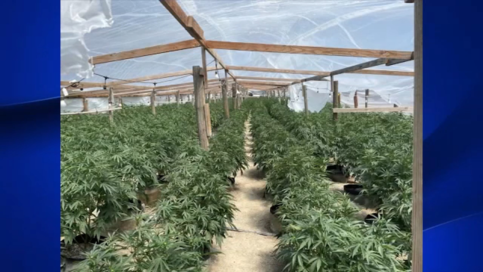 Over $120 million worth of illegal cannabis seized in Central Valley