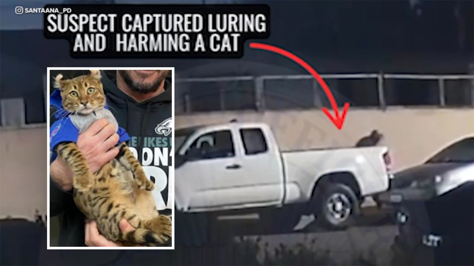 Accused 'serial cat killer' in Santa Ana charged in Westminster Bengal ...