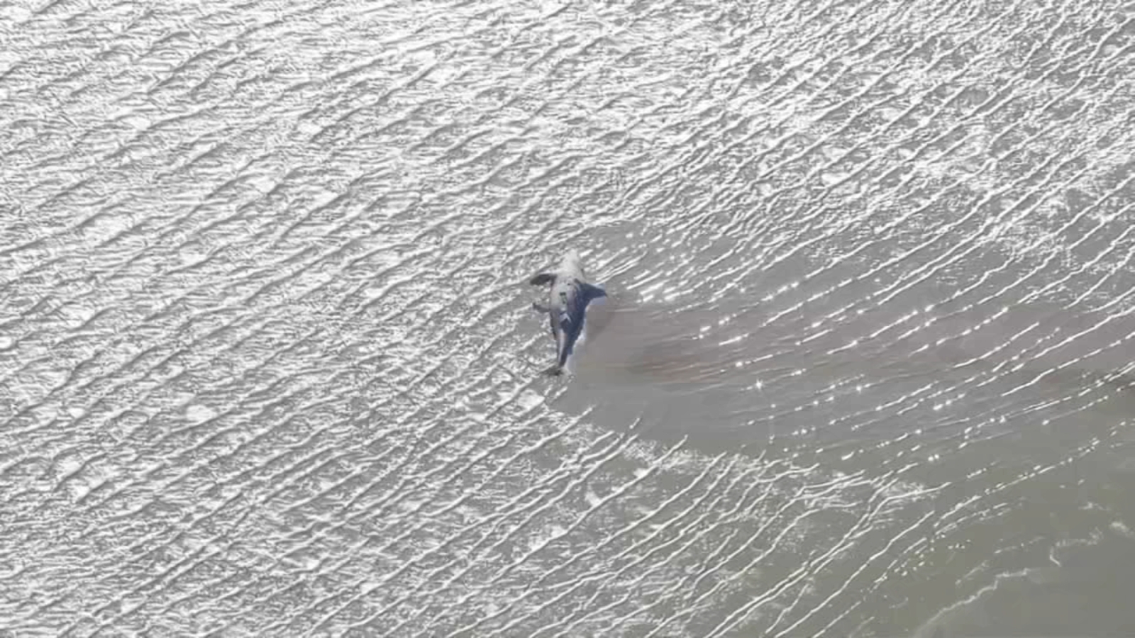 Dead adult female gray whale washes up along bay near Vallejo