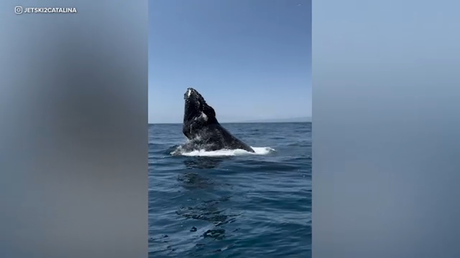 Whales, dolphins cavort with jet skiers traveling from Catalina Island ...