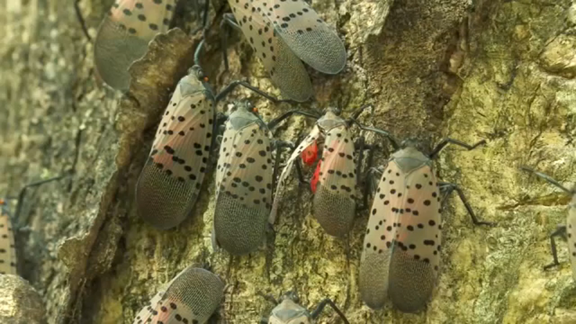 Spotted lanternfly confirmed in North Carolina