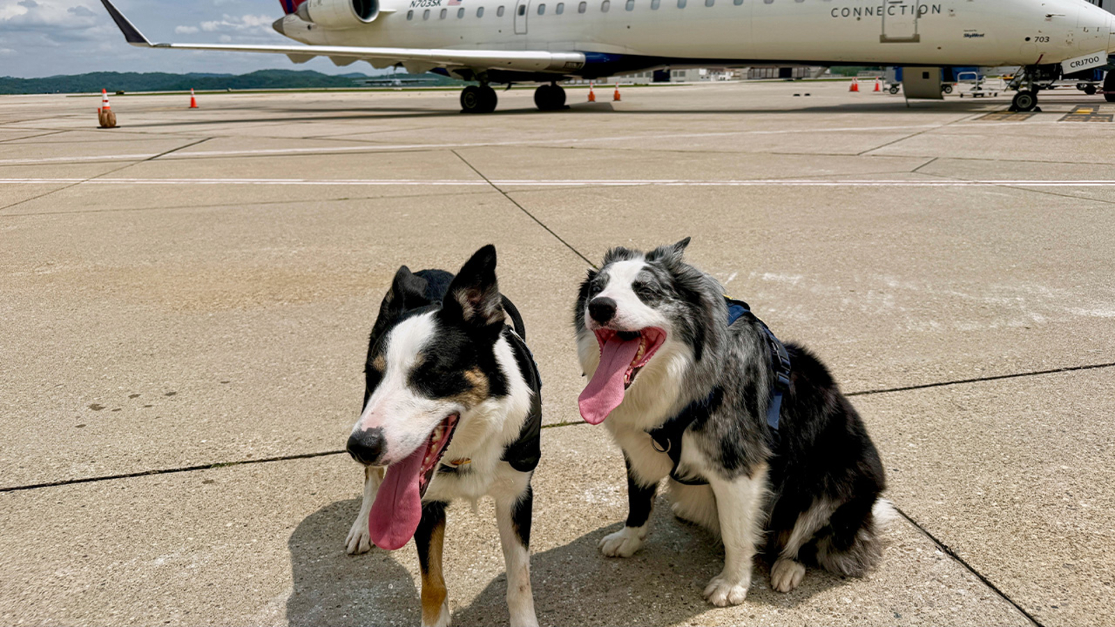 Meet the border collies, Hercules and Ned, fending off wildlife at West