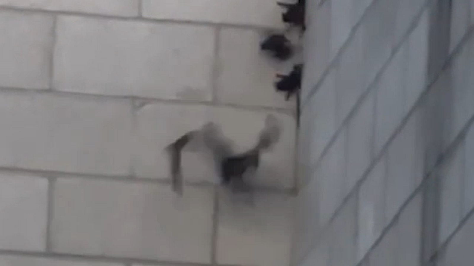 Landlord working to address bat infestation at Hanford Auction House