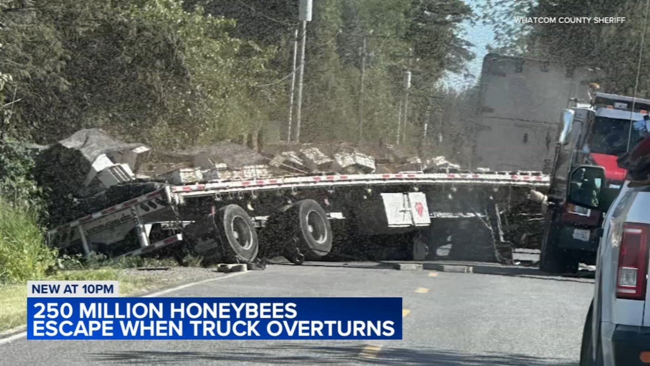 Truck carrying millions of bees overturns: sheriff