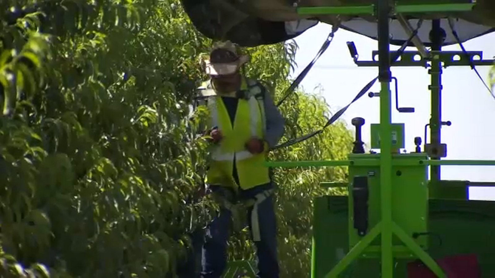 Stone fruit season in full swing at Parlier orchard using innovative harvesting method