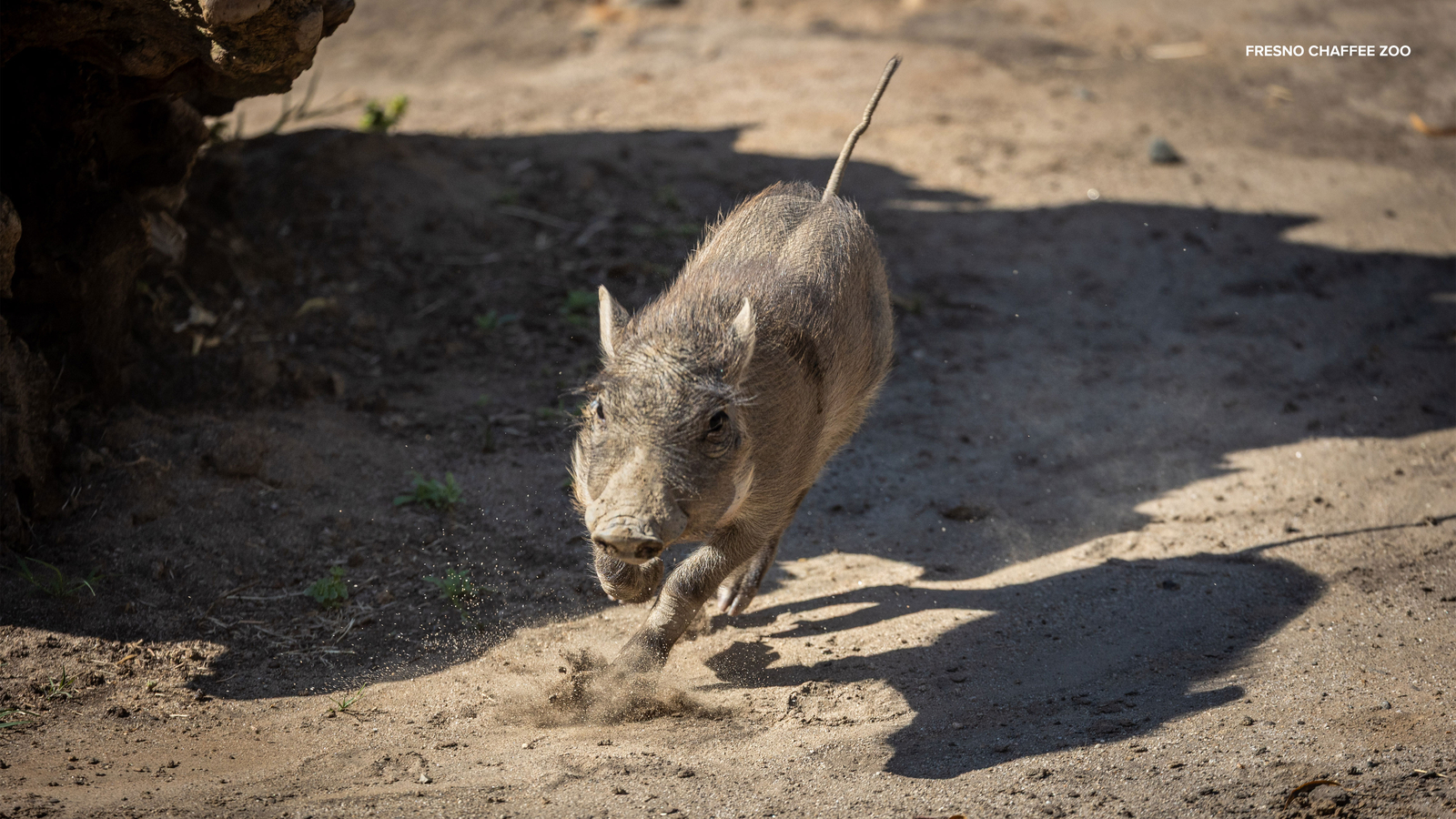 Meet the Fresno Chaffee Zoo's newest baby: "Ua" the warthog