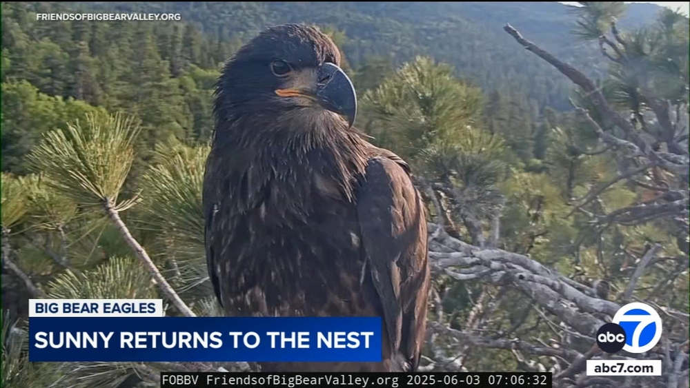 Sunny, first Big Bear eaglet to leave the nest, returns