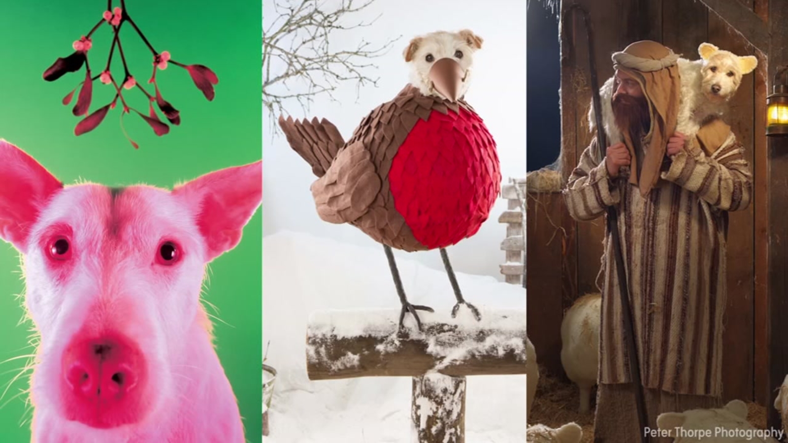 Photographer creates elaborate Christmas cards with family dog  ABC7