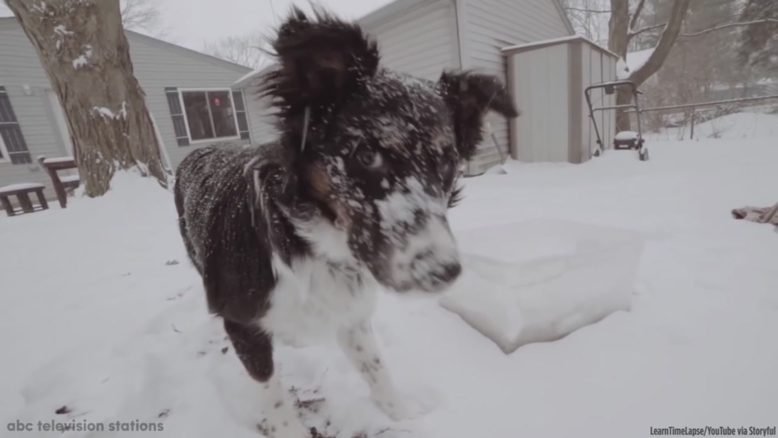 Pets playing in snow will warm your heart - ABC7 Chicago