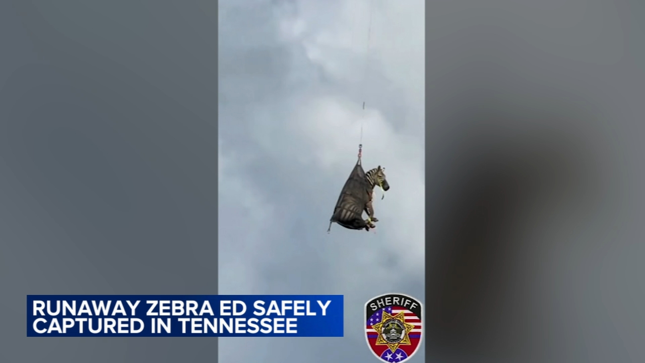 Runaway pet zebra named Ed captured, airlifted home to Rutherford