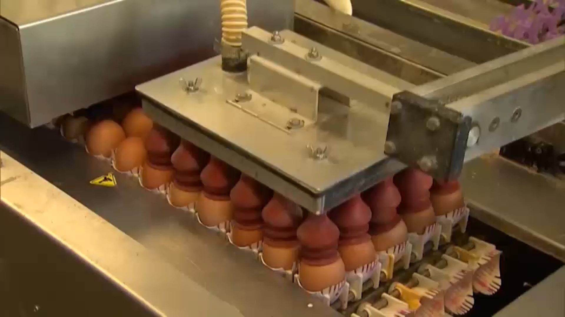 Salmonella outbreak linked to recalled eggs sickens 2 people from New Jersey: CDC