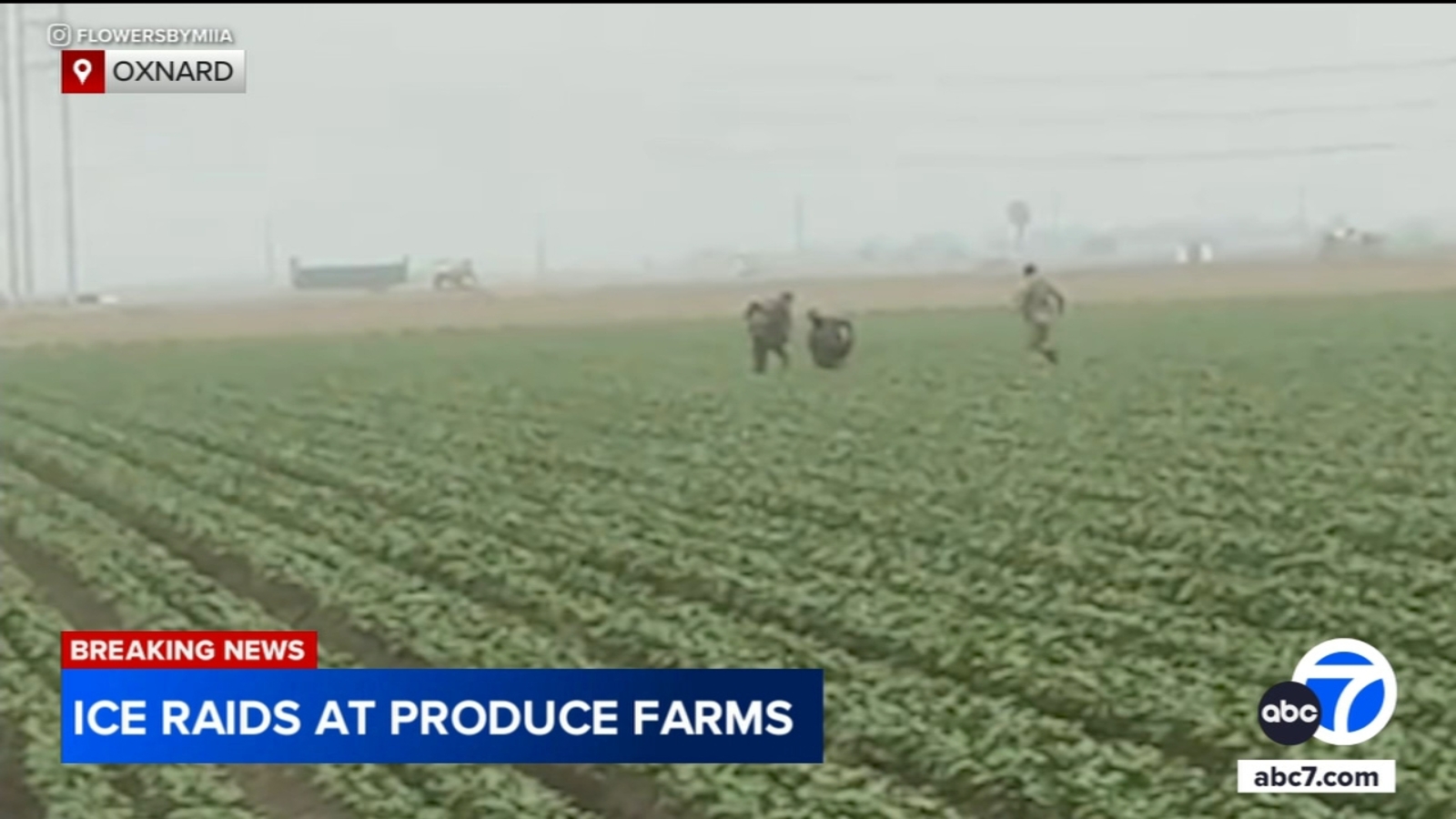 ICE agents chase after farmworkers as they flee fields during latest raid in Ventura County