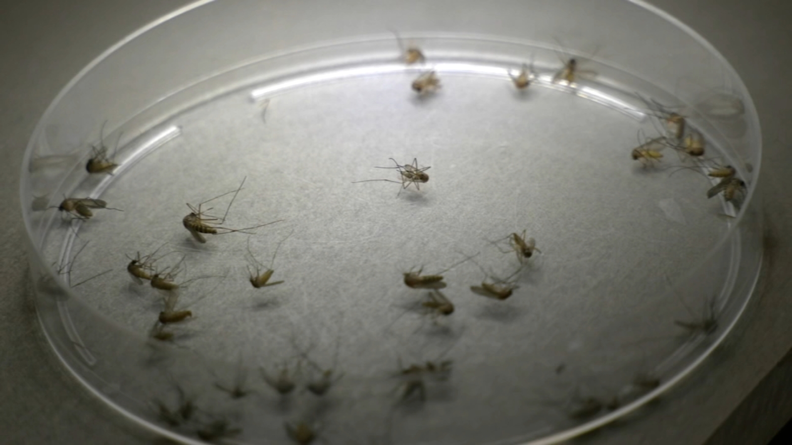 Stopping spread of West Nile mosquitoes and free resources in Tulare County