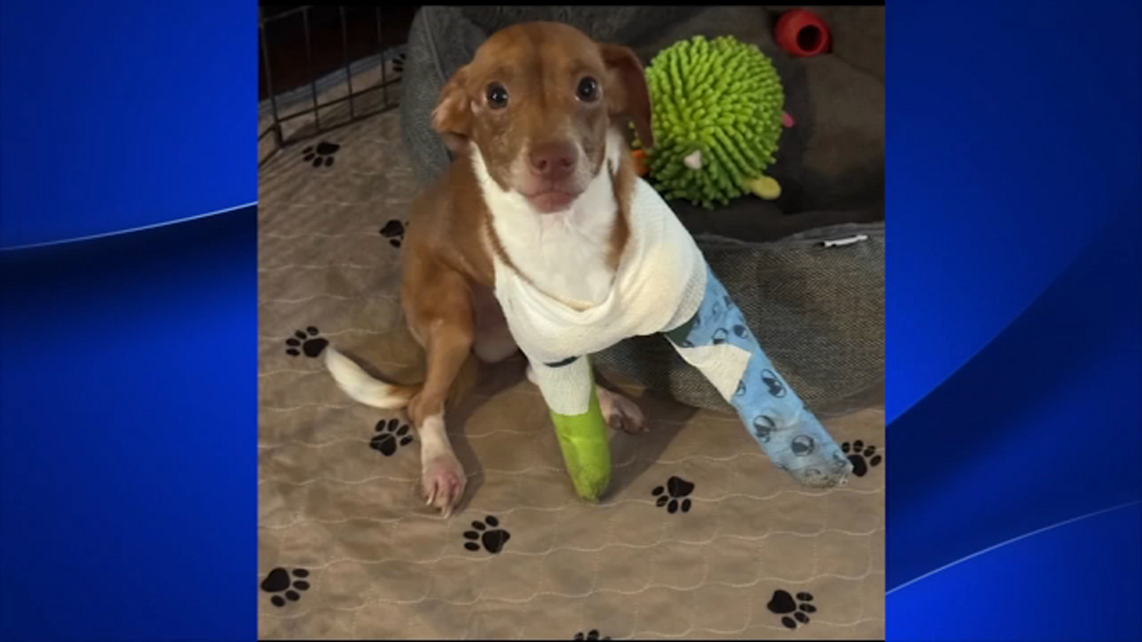 Stray dog found shot and injured in Madera County highlights growing crisis
