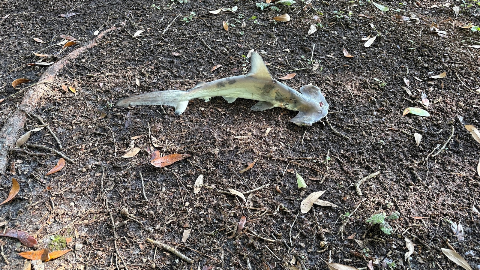 Hammerhead shark falls from sky onto disc golf course in South Carolina
