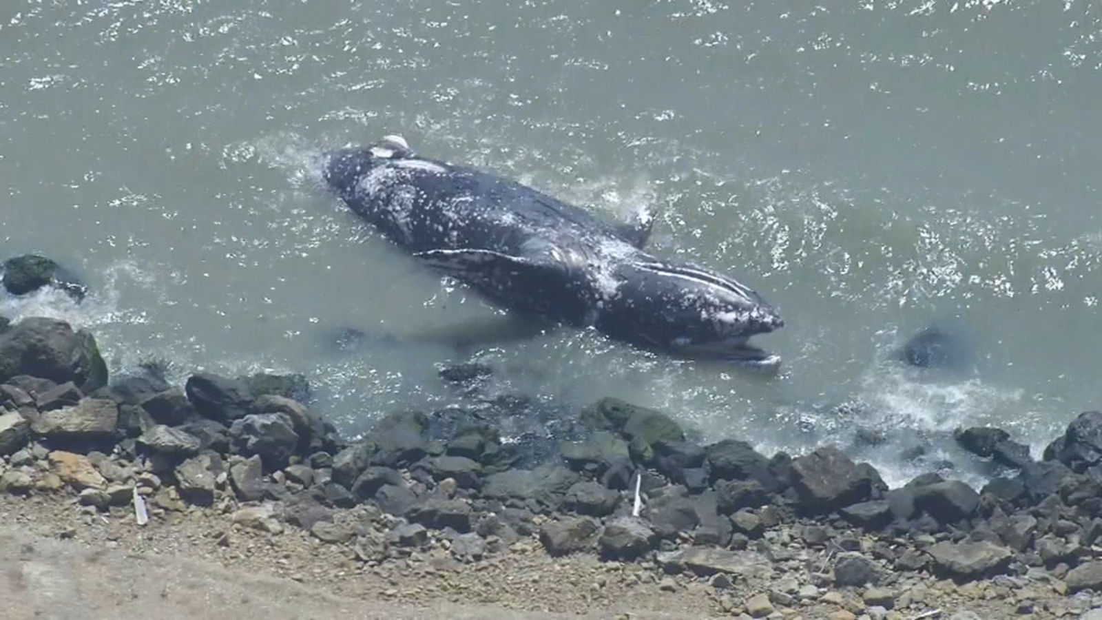 Gray whale washes up in Richmond, the 17th in the Bay Area this year