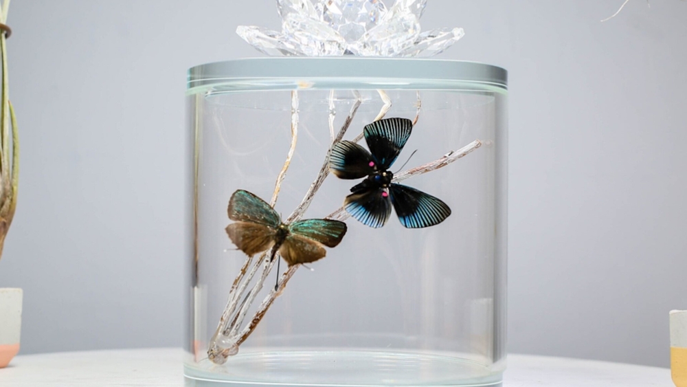 Capturing the beauty of nature in a box