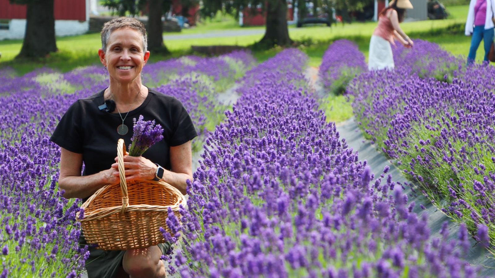 Beautiful purple flowers are in bloom at Peace Valley Lavender Farm ...