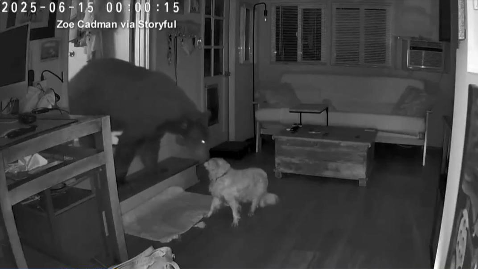 Up-close encounter between bear, dog inside Monrovia, California home caught on video