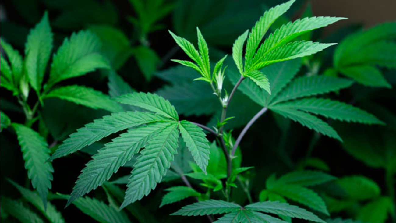 marijuana clone plants