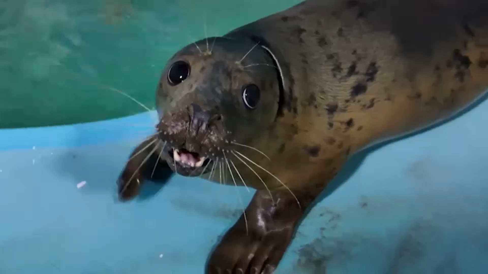 Baby seals released in Hamptons after being nursed back to health