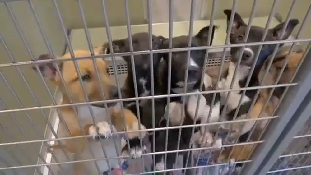 Is Dog Breeding Legal: What You Must Know Now