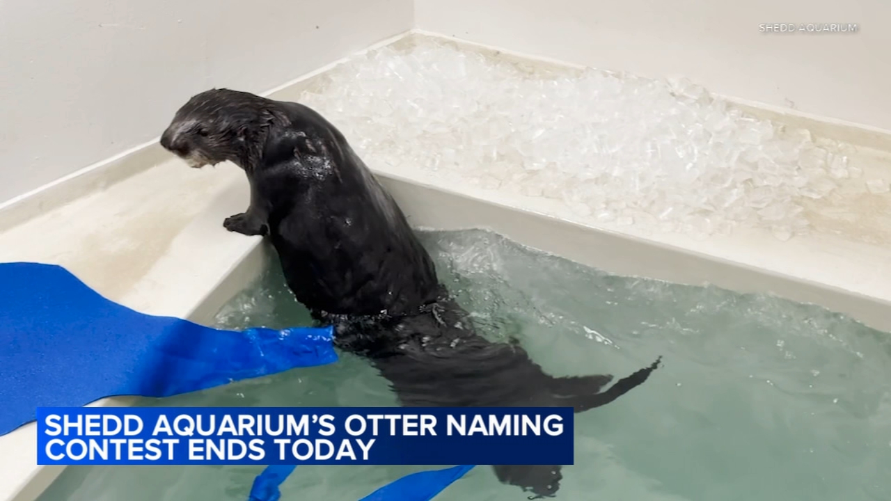 Shedd Aquarium hosting otter naming contest Wednesday