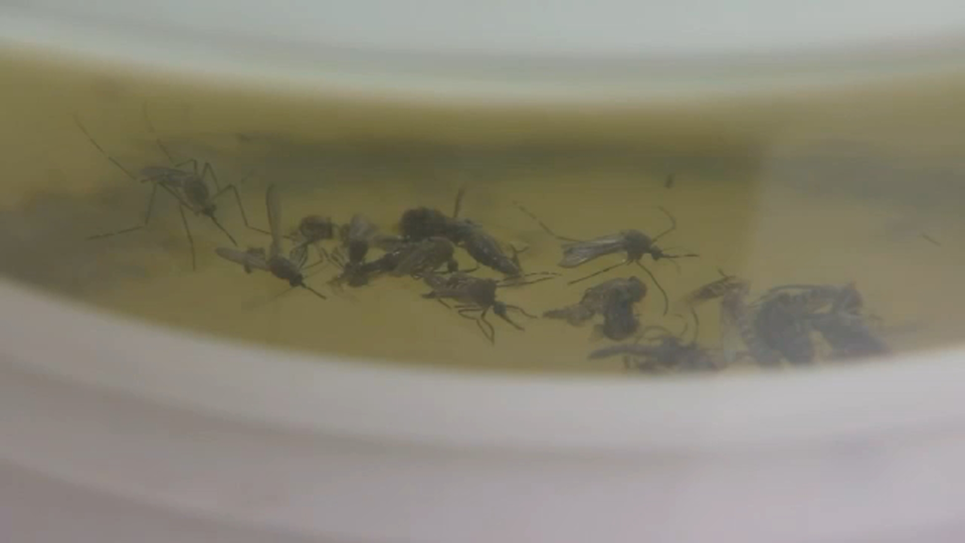 West Nile virus detected in Fresno County, officials say