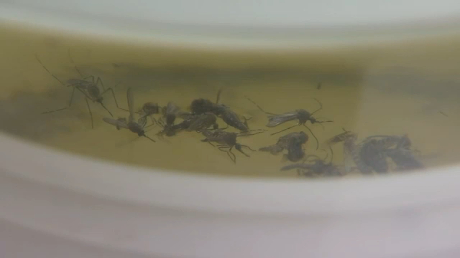 West Nile virus detected in Fresno County, officials say