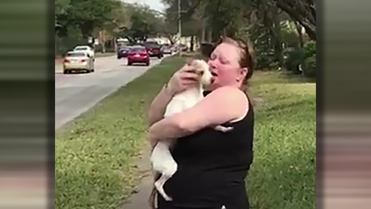 Missing service dog found