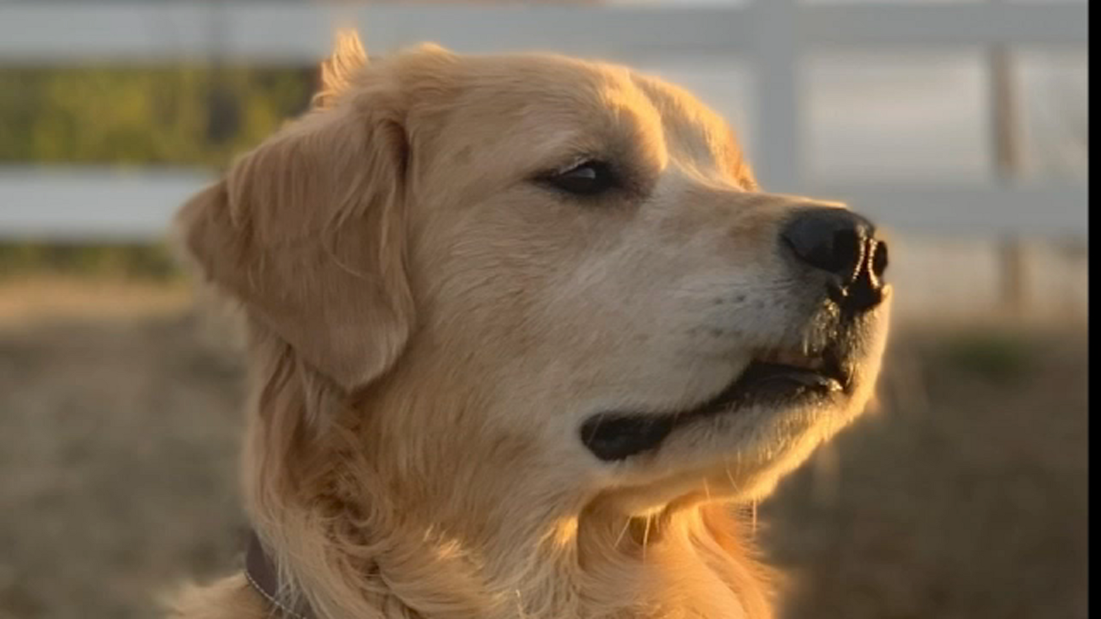 Testing underway after woman says dog died from harmful algal bloom