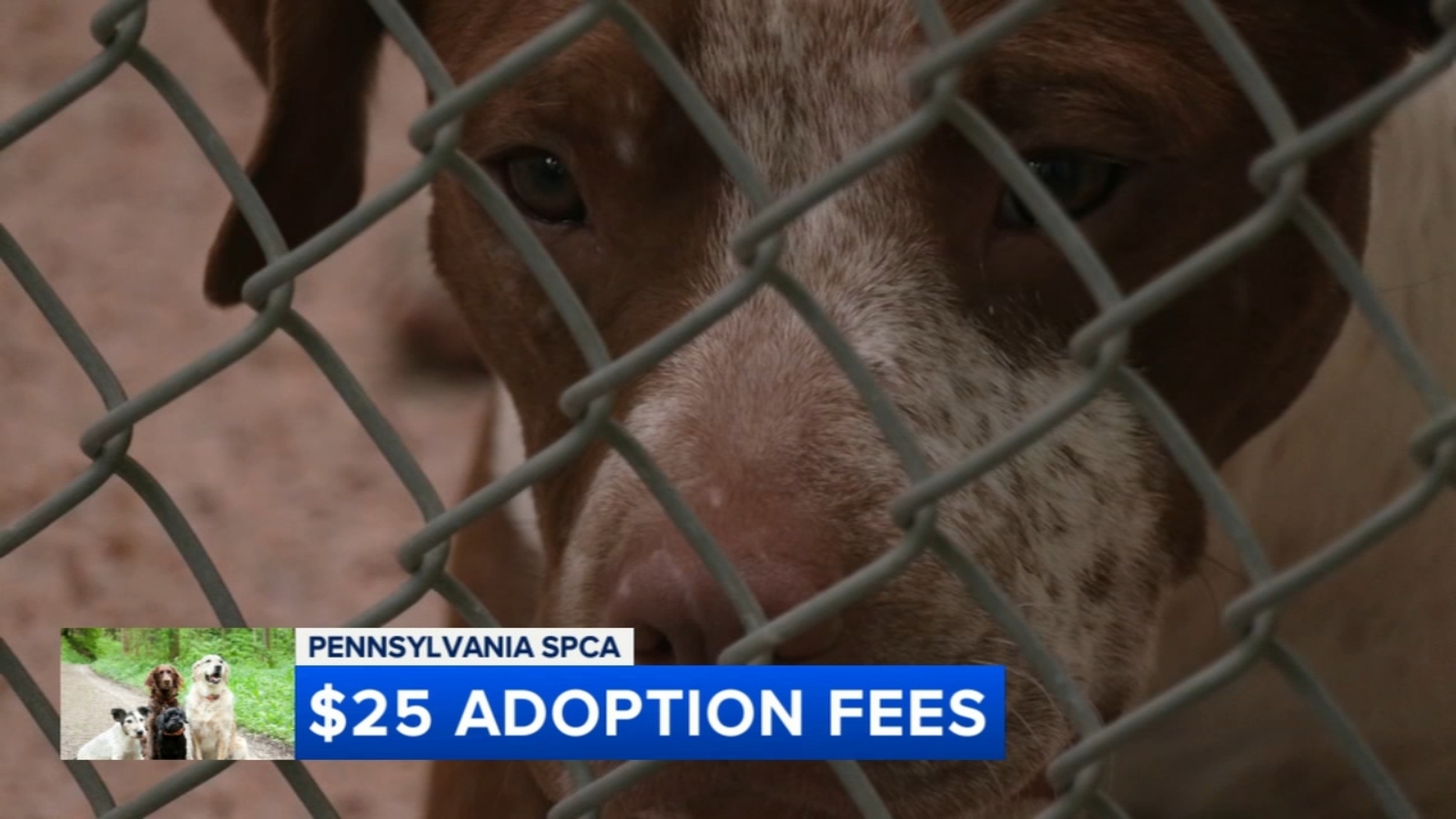 SPCA in 'space crisis' after emergency fills Philadelphia kennels